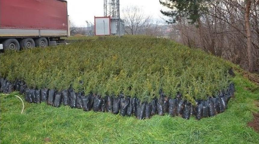 Battalgazi Belediyesi Fidan Dikecek