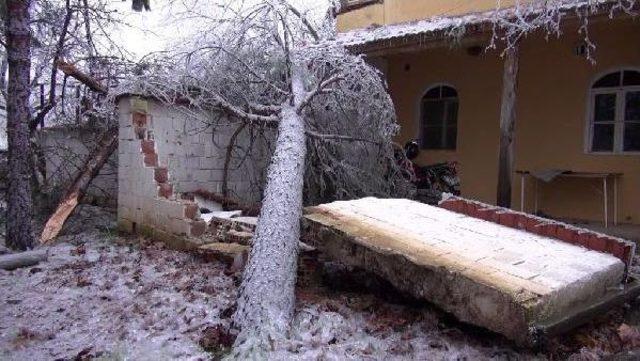 Ormanda Karakış Tahribatı