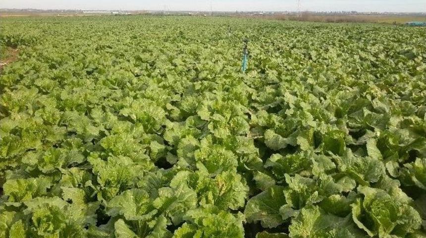 Sarı&ccedil;am&rsquo;da &Ccedil;in Lahanası Yetiştiriliyor