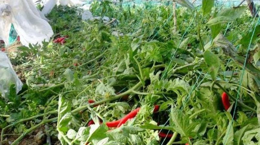 Samandağ'da Hortum Seraları Yıktı