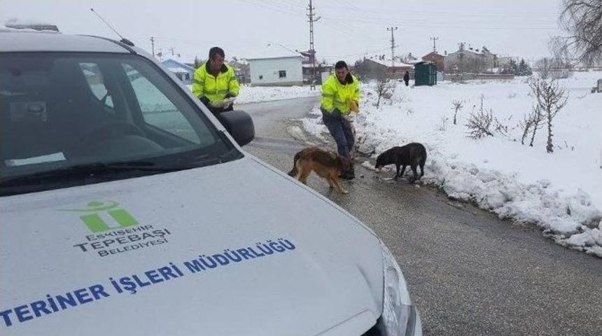 Sokak Hayvanları İ&ccedil;in Tepebaşı&rsquo;ndan &Ouml;zel Ekip