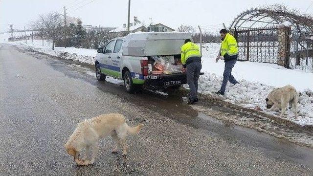 Sokak Hayvanları İ&ccedil;in Tepebaşı&rsquo;ndan &Ouml;zel Ekip 2