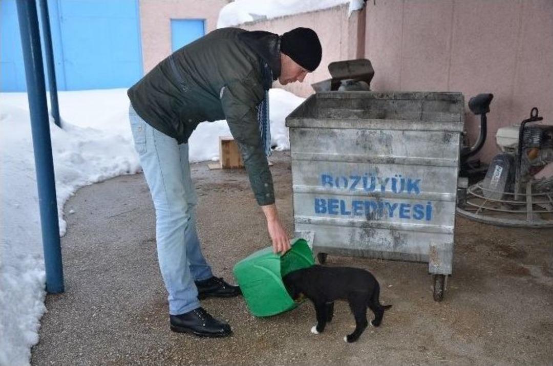 Boz&uuml;y&uuml;k&rsquo;te Sokak Hayvanları Koruma Altında