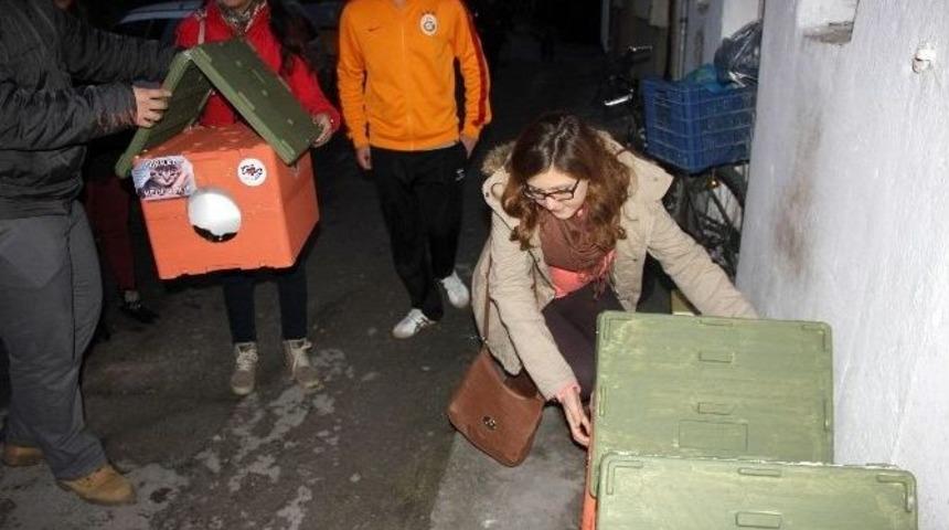 Bartın&rsquo;daki Sokak Hayvanları Evlerine Kavuştu