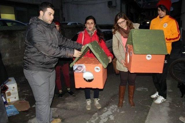 Bartın&rsquo;daki Sokak Hayvanları Evlerine Kavuştu 2