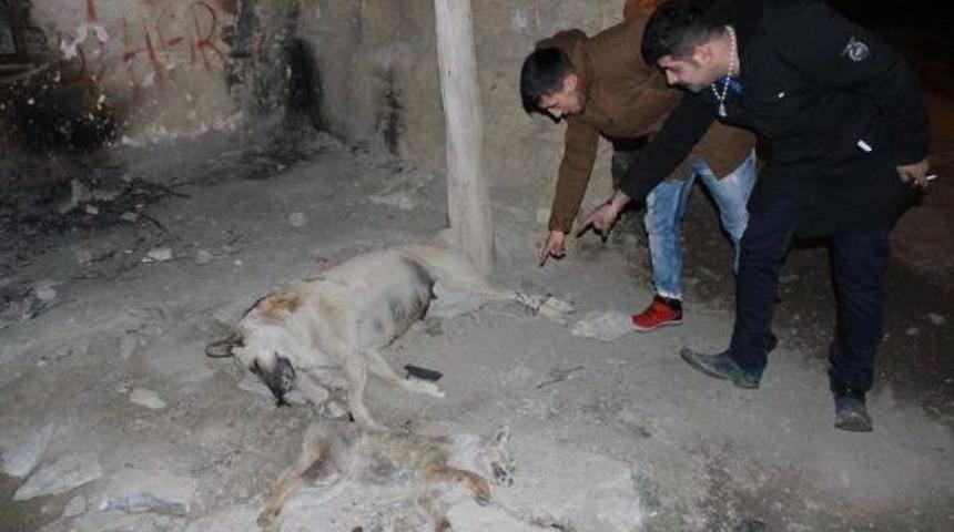 Hakkari'de Ayakları Bağlandıktan Sonra &Ouml;ld&uuml;r&uuml;lm&uuml;ş Tilki Ve K&ouml;pek Bulundu