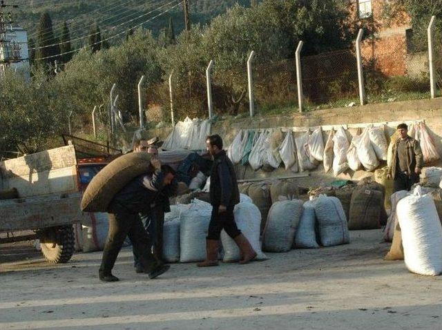 Burhaniye&rsquo;de Tariş Zeytin Alım Rekoru Kırdı 2