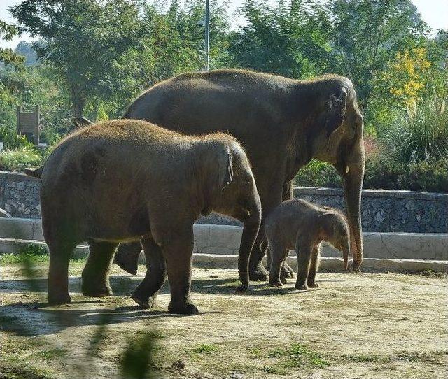 İzmir Doğal Yaşam Parkı, Bir Yılda 61 İle Geride Bıraktı 1