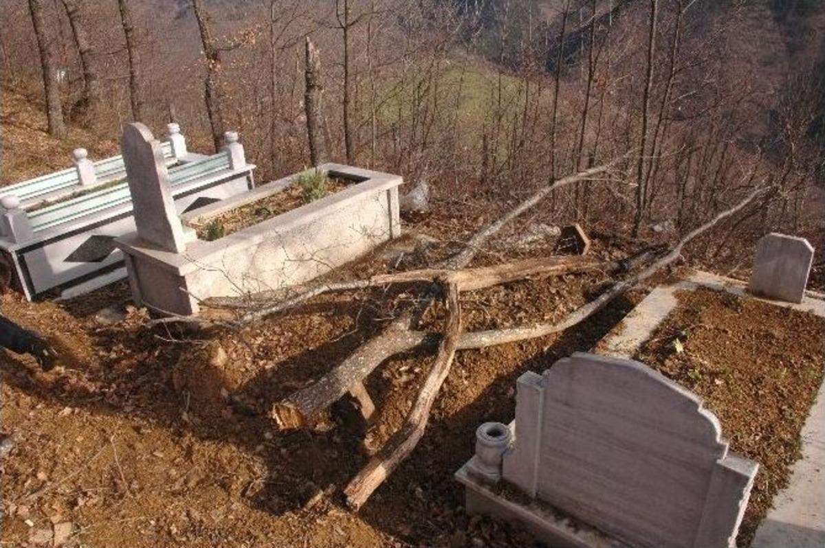 Ayının Ka&ccedil;ırdığı Ceset 16 G&uuml;nd&uuml;r Kayıp