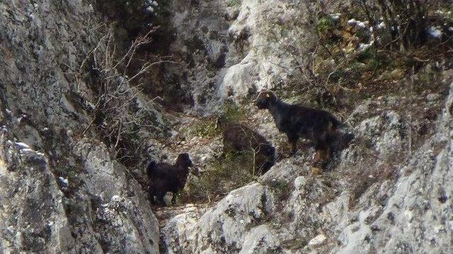 Dağda Mahsur Kalan Keçileri İtfaiye Kurtardı