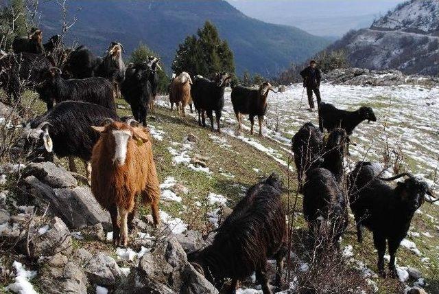 Dağda Mahsur Kalan Keçileri İtfaiye Kurtardı