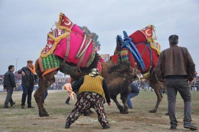 Devesi Güreşirken Heyecandan Yerinde Duramadı