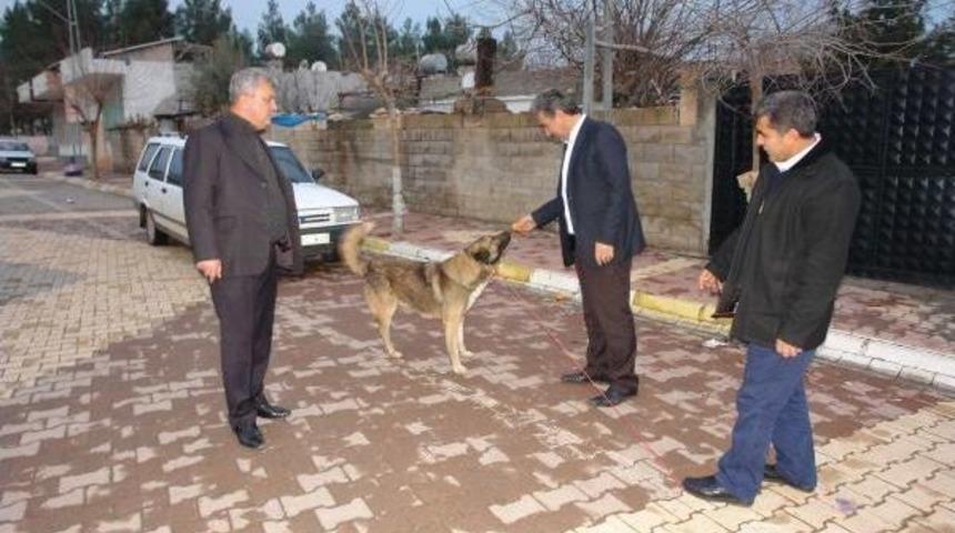 Ters Bacaklı Sahipsiz K&ouml;pek Ameliyat Ettirilecek