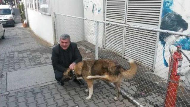 Ters Bacaklı Sahipsiz Köpek Ameliyat Ettirilecek