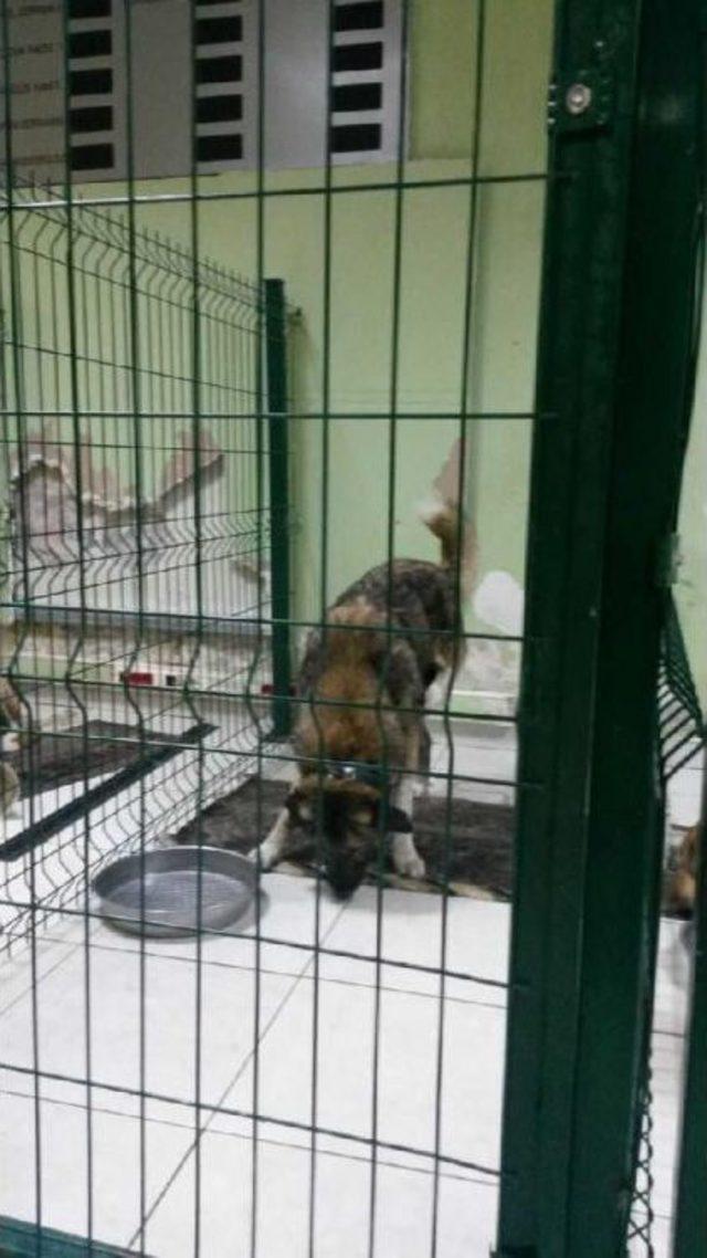 Ters Bacaklı Sahipsiz Köpek Ameliyat Ettirilecek