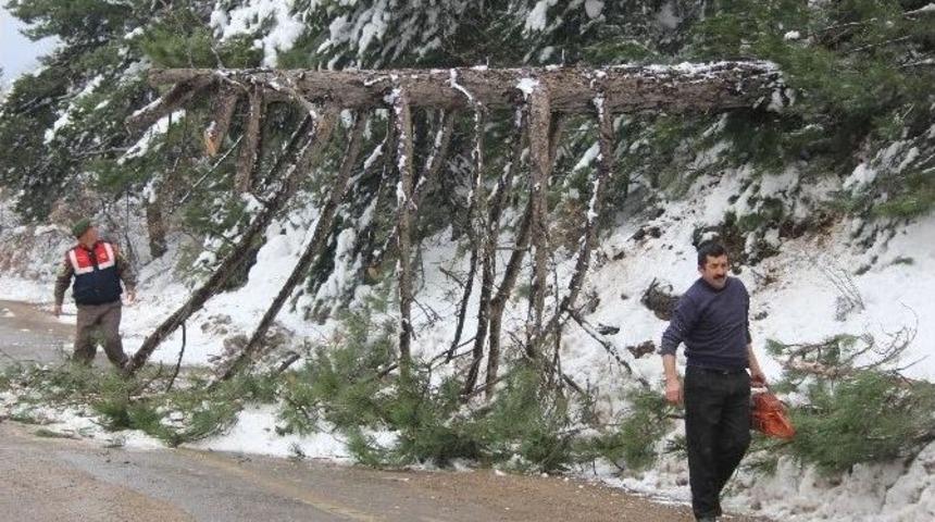Kardan Dolayı Devrilen Ağa&ccedil; Uludağ Yolunu Kapattı