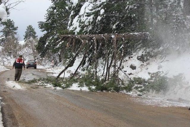 Kardan Dolayı Devrilen Ağa&ccedil; Uludağ Yolunu Kapattı 1