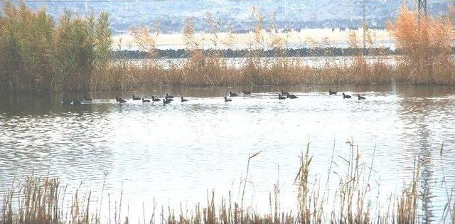Iğdır&rsquo;da Av Yasağı Başladı 1