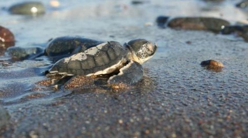 Evlatlık Saz Kedisi, Turna Ve Deniz Kaplumbağası