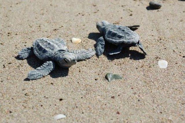 Evlatlık Saz Kedisi, Turna Ve Deniz Kaplumbağası