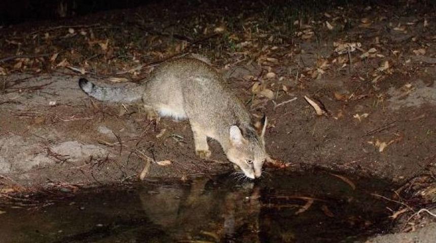 Saz Kedisi En &Ccedil;ok Adana'da Yaşıyor