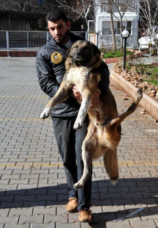 Bacağı Sakat Köpek Ameliyat Edilecek