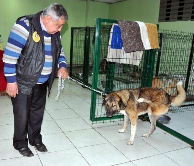 Bacağı Sakat Köpek Ameliyat Edilecek