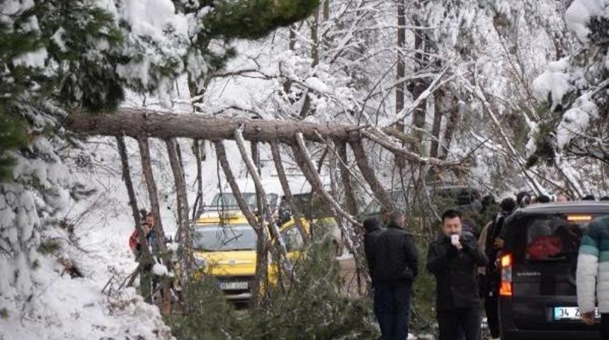 Uludağ'da Kar Ağa&ccedil;ları Devirdi