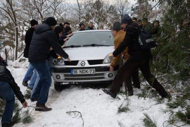 Uludağ'da Kar Ağaçları Devirdi