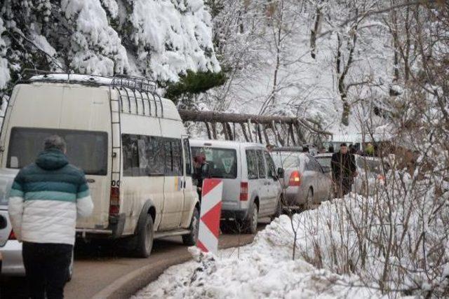 Uludağ'da Kar Ağaçları Devirdi