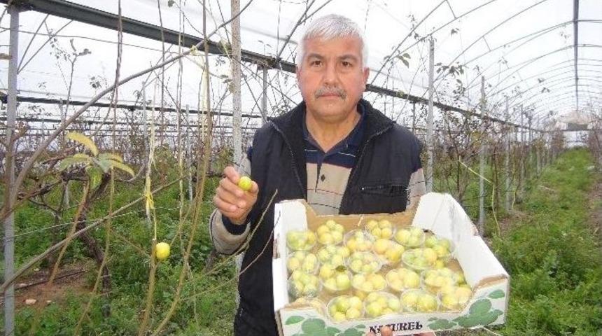 Silifke&rsquo;de Kış Vakti Can Eriği Hasadı Yapıldı