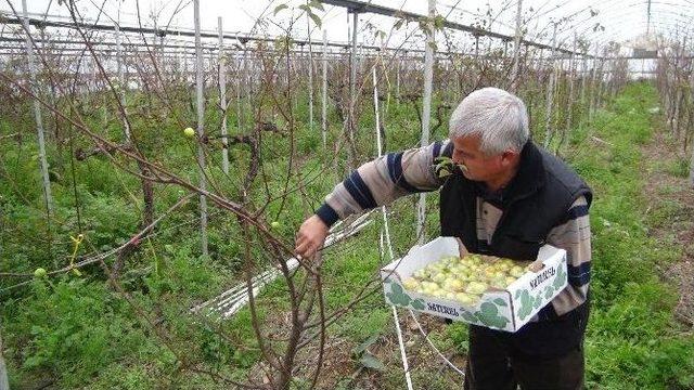 Silifke’de Kış Vakti Can Eriği Hasadı Yapıldı