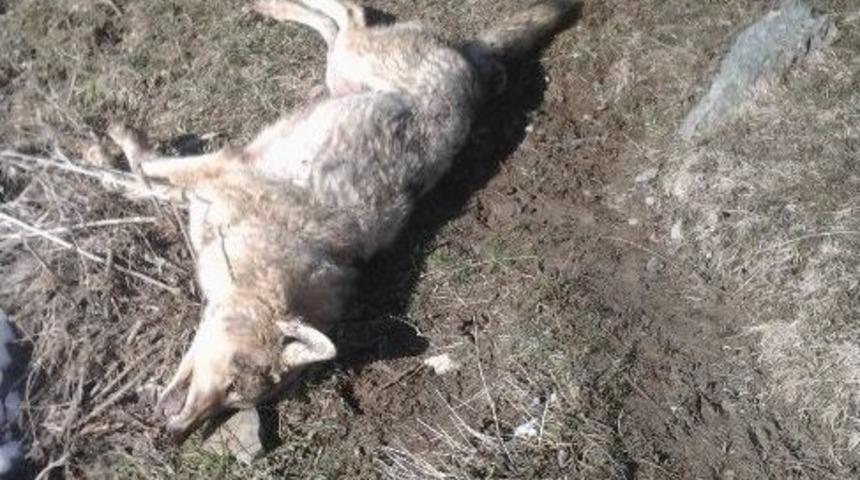 Yabani Hayvanlar K&ouml;y Meydanına İndi