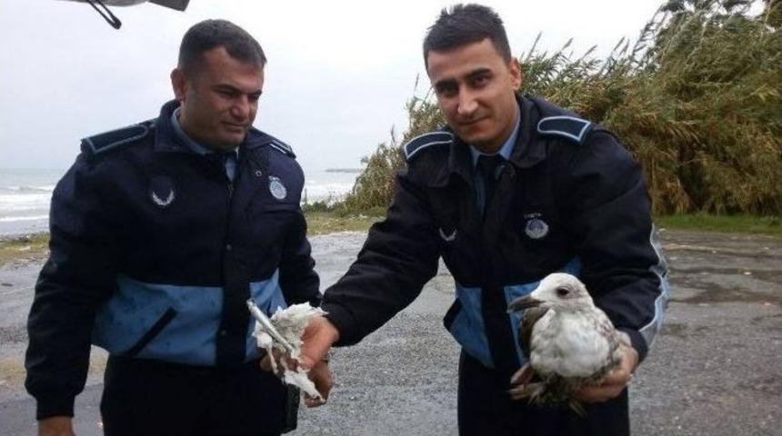 Balık Ağlarına Takılan Martıyı Zabıta Kurtardı