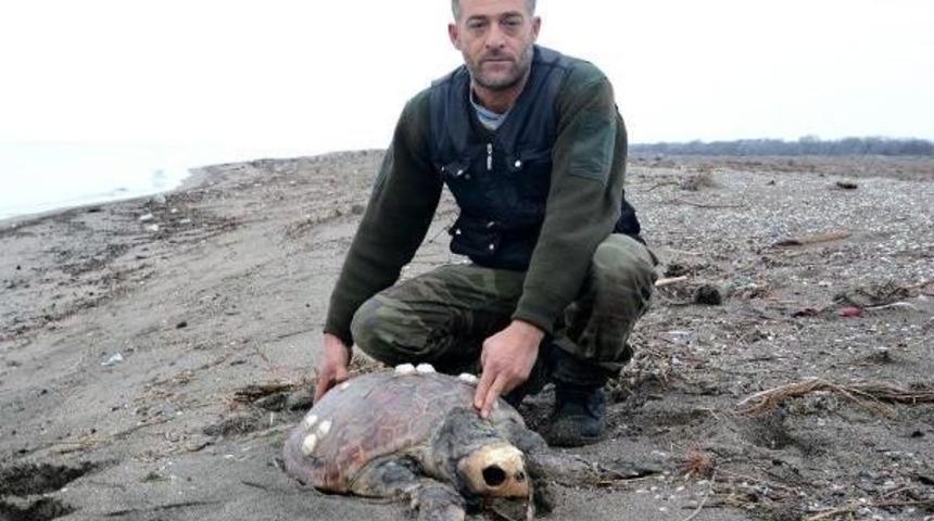 Karacabey Sahilinde Caretta Caretta &Ouml;l&uuml;s&uuml; Bulundu