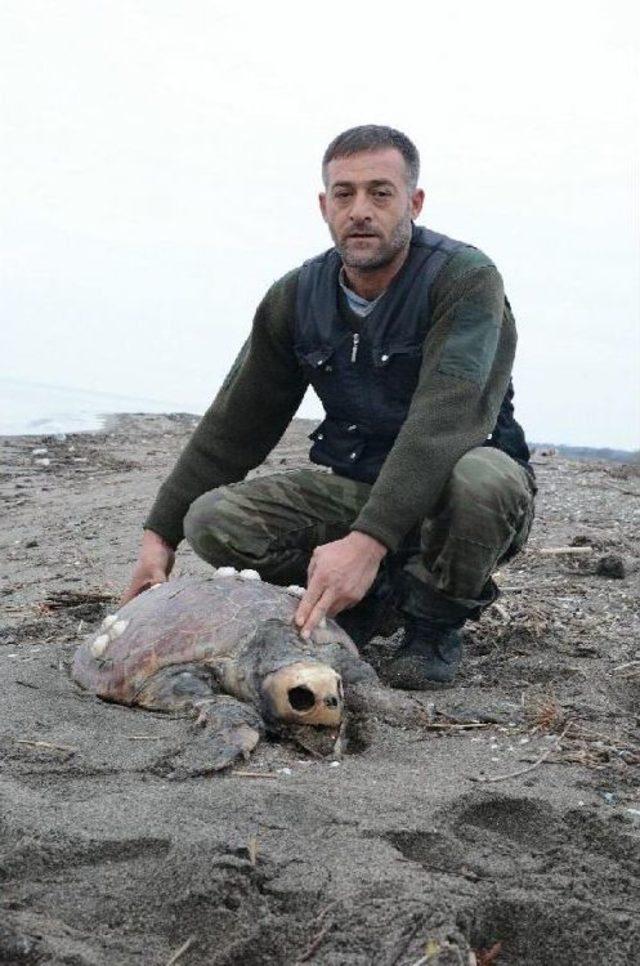 Karacabey Sahilinde Caretta Caretta Ölüsü Bulundu