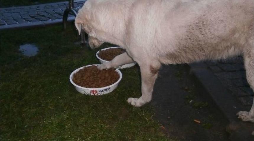 Karesi Belediyesi Sokak Hayvanlarına Sahip &Ccedil;ıkıyor