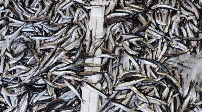 Kar Yağışı Hamsi Fiyatını 3&rsquo;e Katladı