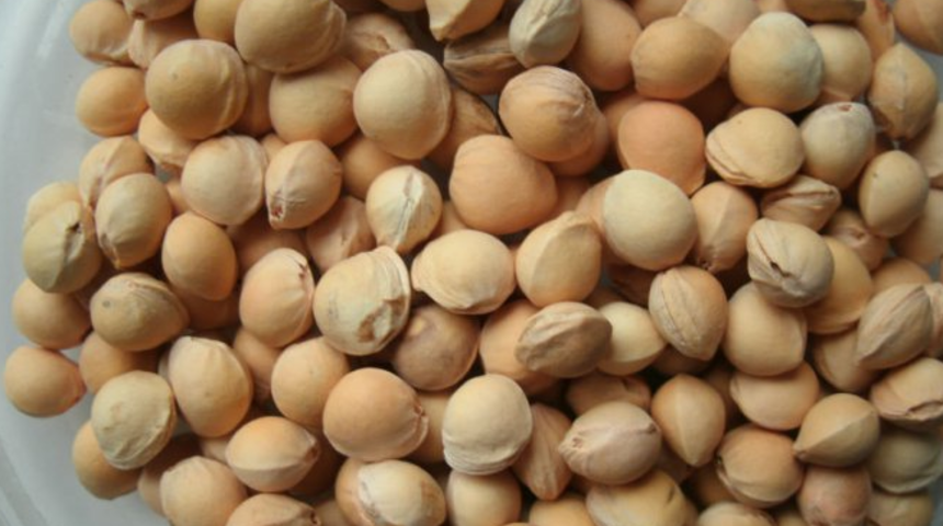 Yerken bir kez daha d&uuml;ş&uuml;nelim: &Ccedil;ekirdekleri zehirleyebilen meyveler