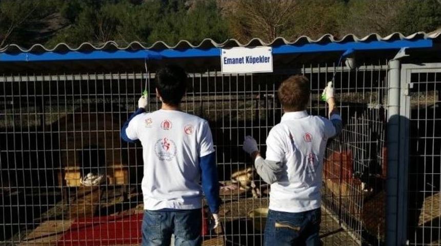 G&ouml;n&uuml;ll&uuml; Elmalar Hayvan Barınağını Boyadı