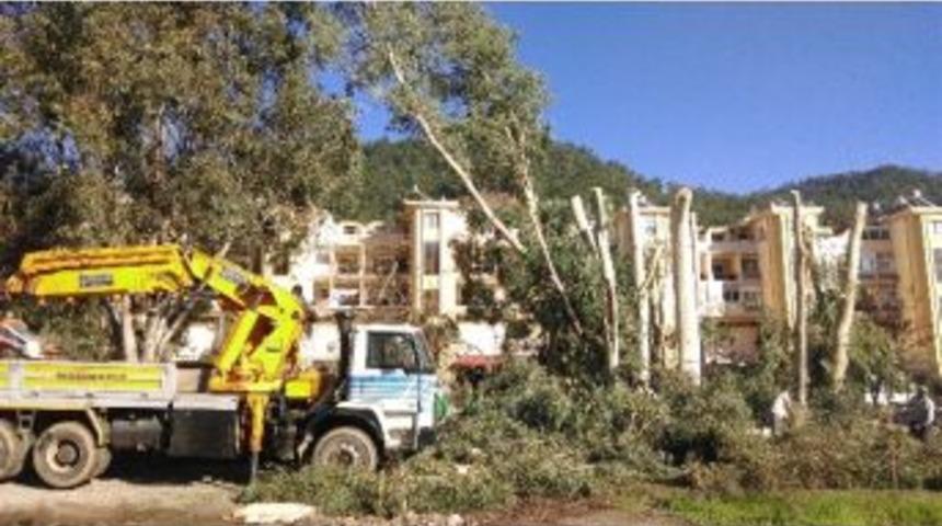 Marmaris&rsquo;te Okalipt&uuml;slere Derin Budama