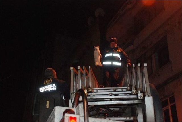 İtfaiyeden Yaramaz Kedi Operasyonu... 1