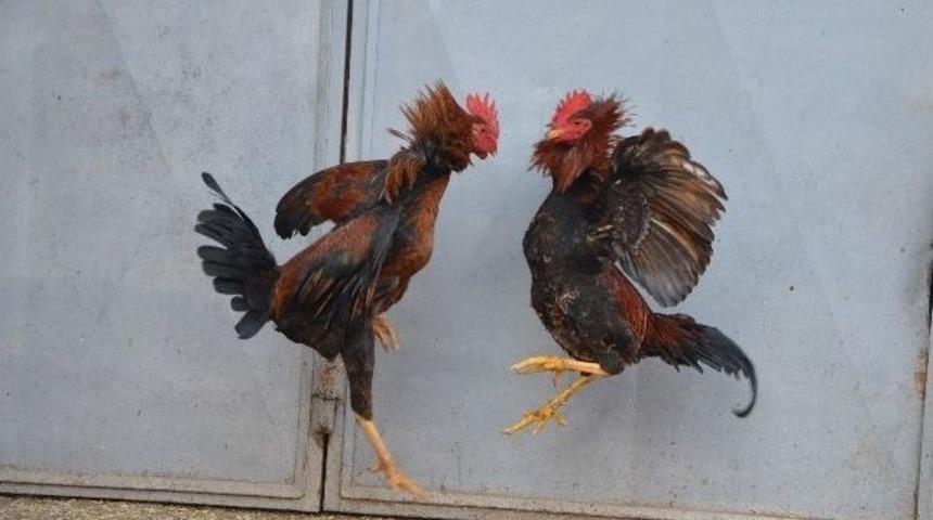 Horozların Kavgası