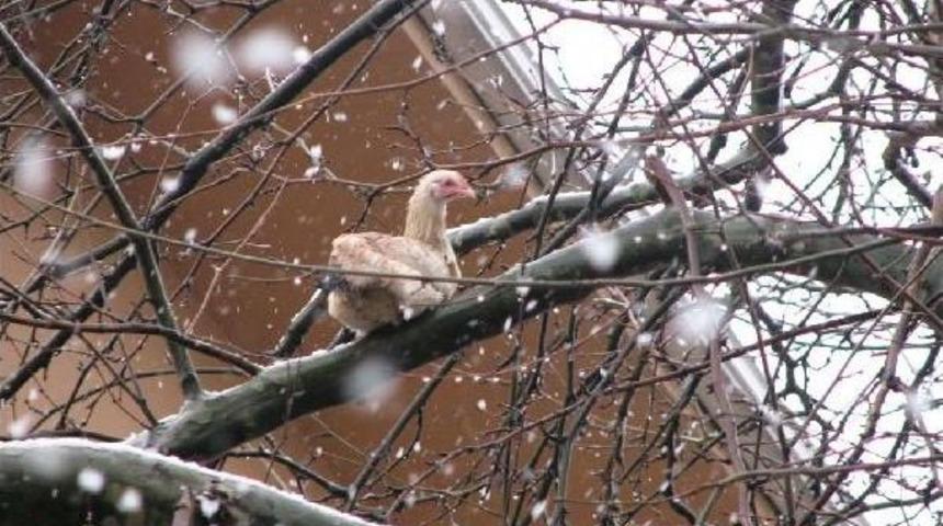 &Ccedil;ınar Ağacında Bir G&uuml;n Mahsur Kalan Tavuk İtfaiye Kurtarmak İsterken Kuş Gibi U&ccedil;tu