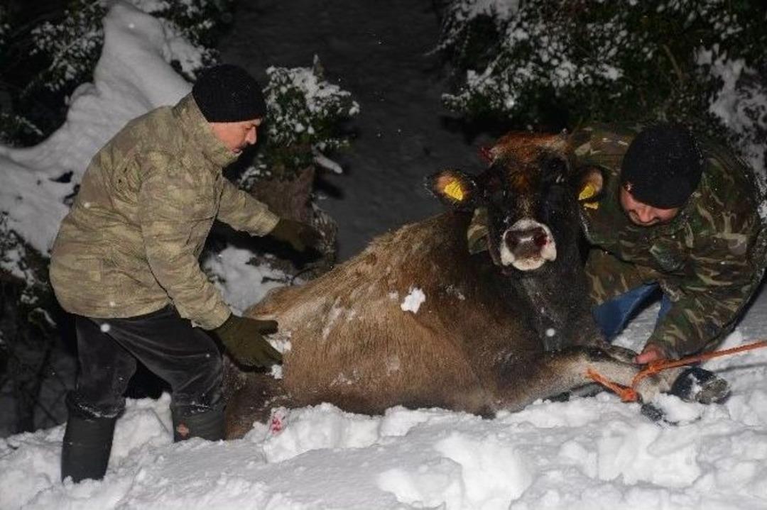 Karda Mahsur Kalanlar Hayvanlar Kurtarıldı