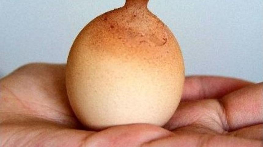 Vazoya Benzeyen Yumurta