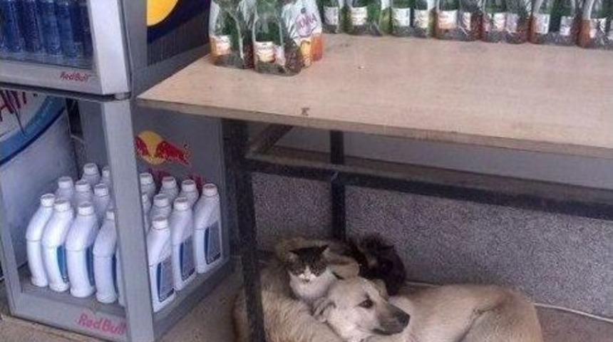Kedi Ve K&ouml;peğin Dostluğu G&ouml;renleri Şaşırtıyor