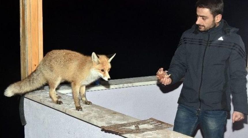 Tilkiden Dost Olur&rsquo;muş