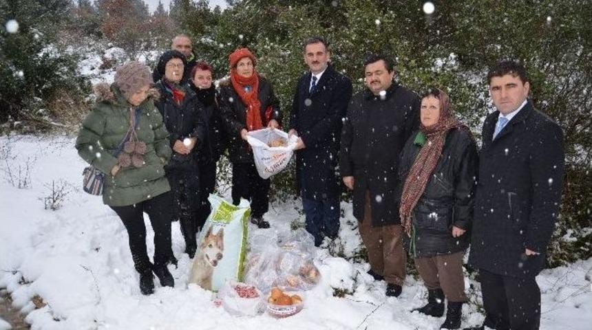 Gemlik Belediyesi Hayvanları Besledi