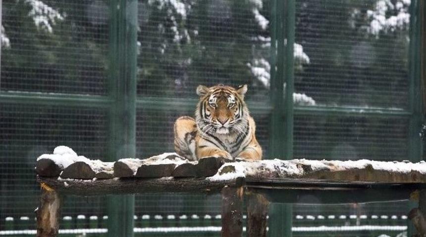 Sibirya Soğukları Bir Tek Onları Mutlu Etti